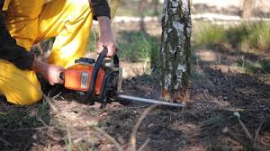 How Our Tree Care Process Works  in  Black Diamond, WA