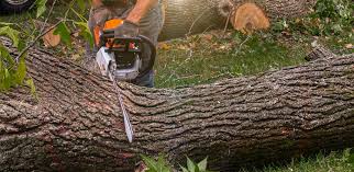 Reliable Black Diamond, WA  Tree Services Solutions